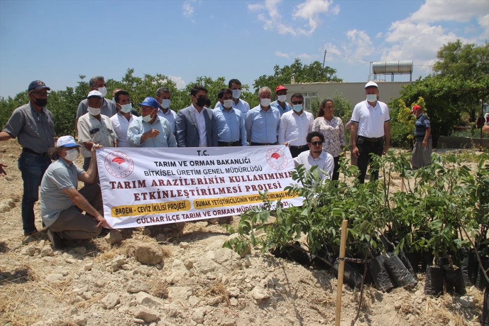 Gülnar İlçe Tarım Ve Orman Müdürlüğü'nden Üreticilere Sumak Ve Ceviz Fidanı Desteği