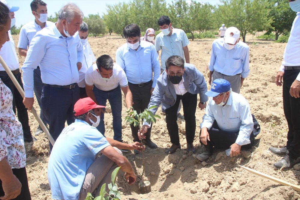 Gülnar İlçe Tarım Ve Orman Müdürlüğü'nden Üreticilere Sumak Ve Ceviz Fidanı Desteği