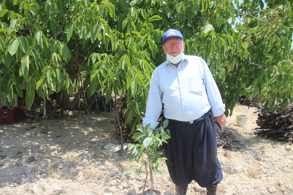 Gülnar İlçe Tarım Ve Orman Müdürlüğü'nden Üreticilere Sumak Ve Ceviz Fidanı Desteği