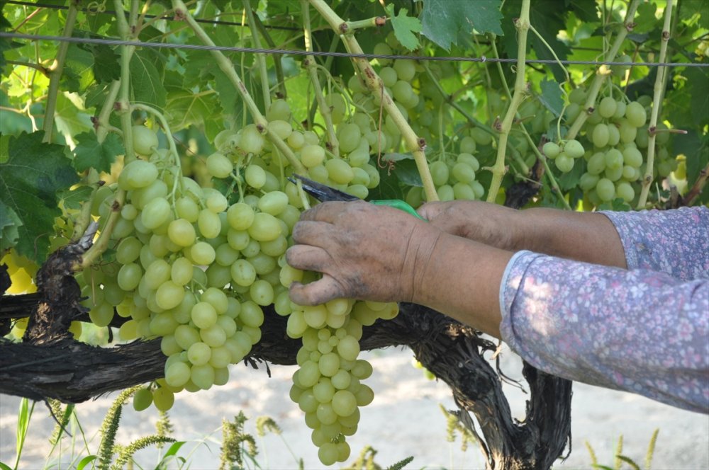Mersin'de Hasadına Başlanan Erkenci Üzüm, Verimiyle Üreticiyi Sevindirdi