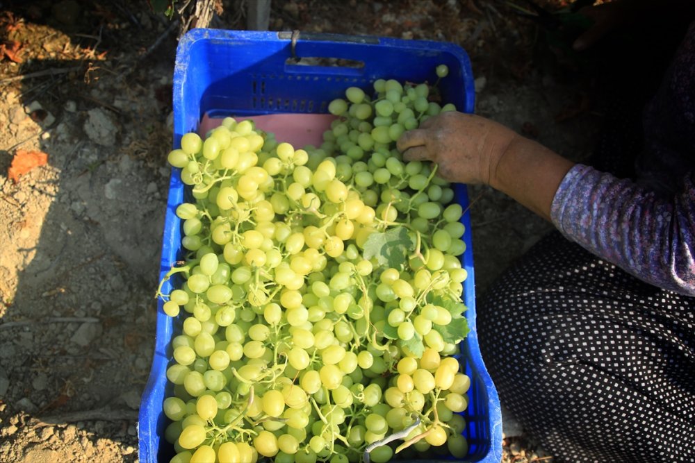 Mersin'de Hasadına Başlanan Erkenci Üzüm, Verimiyle Üreticiyi Sevindirdi