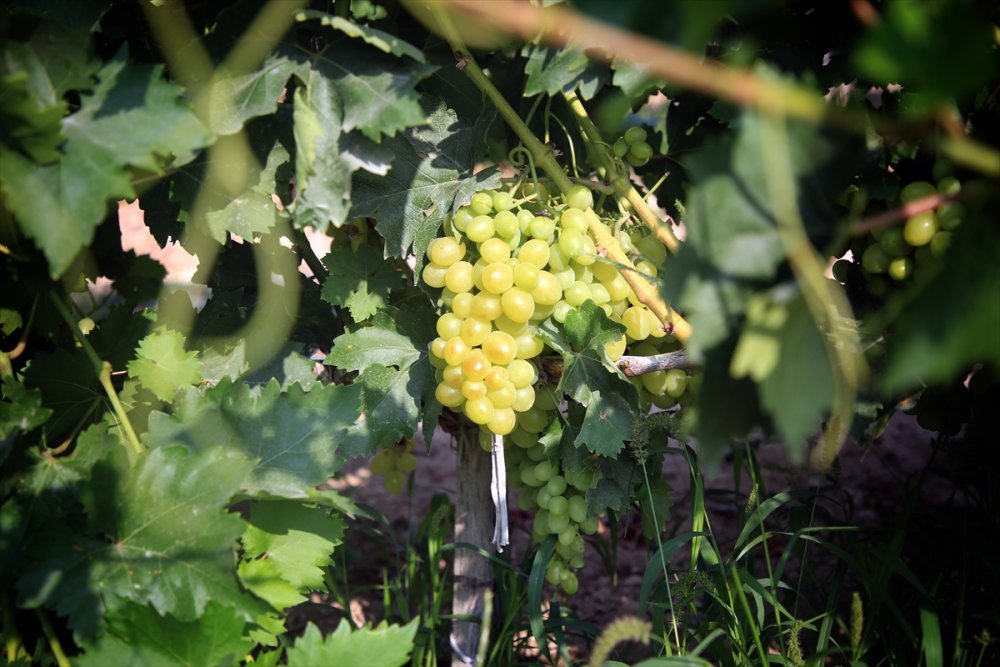 Mersin'de Hasadına Başlanan Erkenci Üzüm, Verimiyle Üreticiyi Sevindirdi