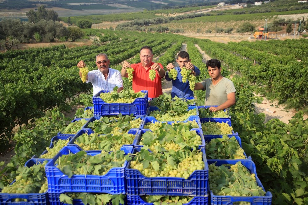Mersin'de Hasadına Başlanan Erkenci Üzüm, Verimiyle Üreticiyi Sevindirdi
