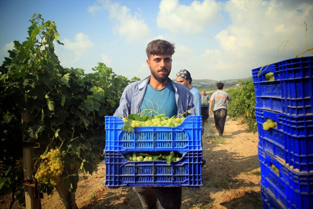 Mersin'de Hasadına Başlanan Erkenci Üzüm, Verimiyle Üreticiyi Sevindirdi
