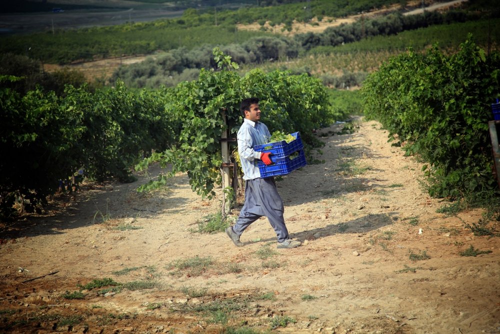 Mersin'de Hasadına Başlanan Erkenci Üzüm, Verimiyle Üreticiyi Sevindirdi