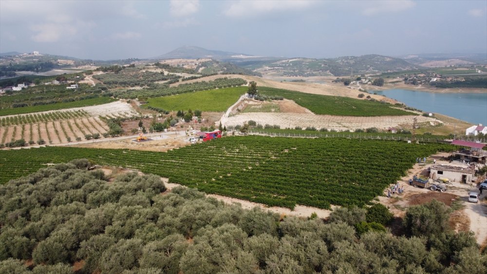 Mersin'de Hasadına Başlanan Erkenci Üzüm, Verimiyle Üreticiyi Sevindirdi