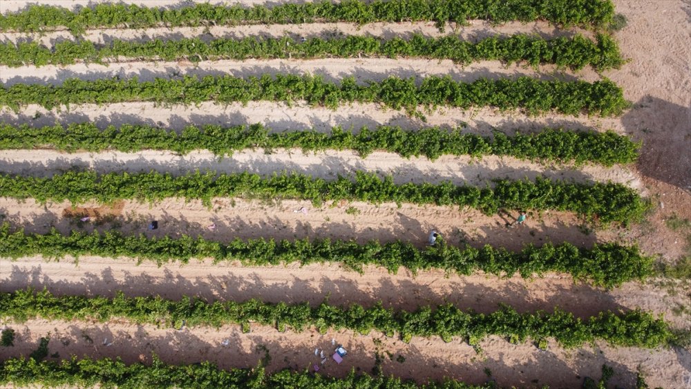 Mersin'de Hasadına Başlanan Erkenci Üzüm, Verimiyle Üreticiyi Sevindirdi