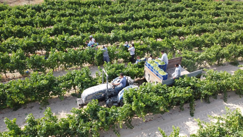 Mersin'de Hasadına Başlanan Erkenci Üzüm, Verimiyle Üreticiyi Sevindirdi