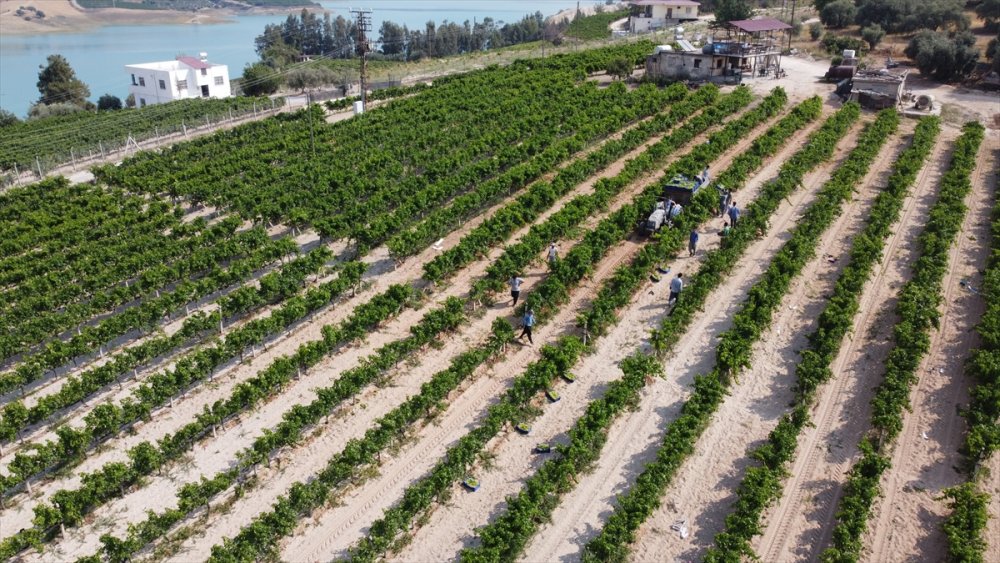 Mersin'de Hasadına Başlanan Erkenci Üzüm, Verimiyle Üreticiyi Sevindirdi