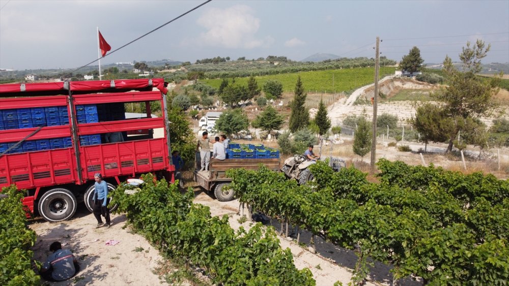Mersin'de Hasadına Başlanan Erkenci Üzüm, Verimiyle Üreticiyi Sevindirdi