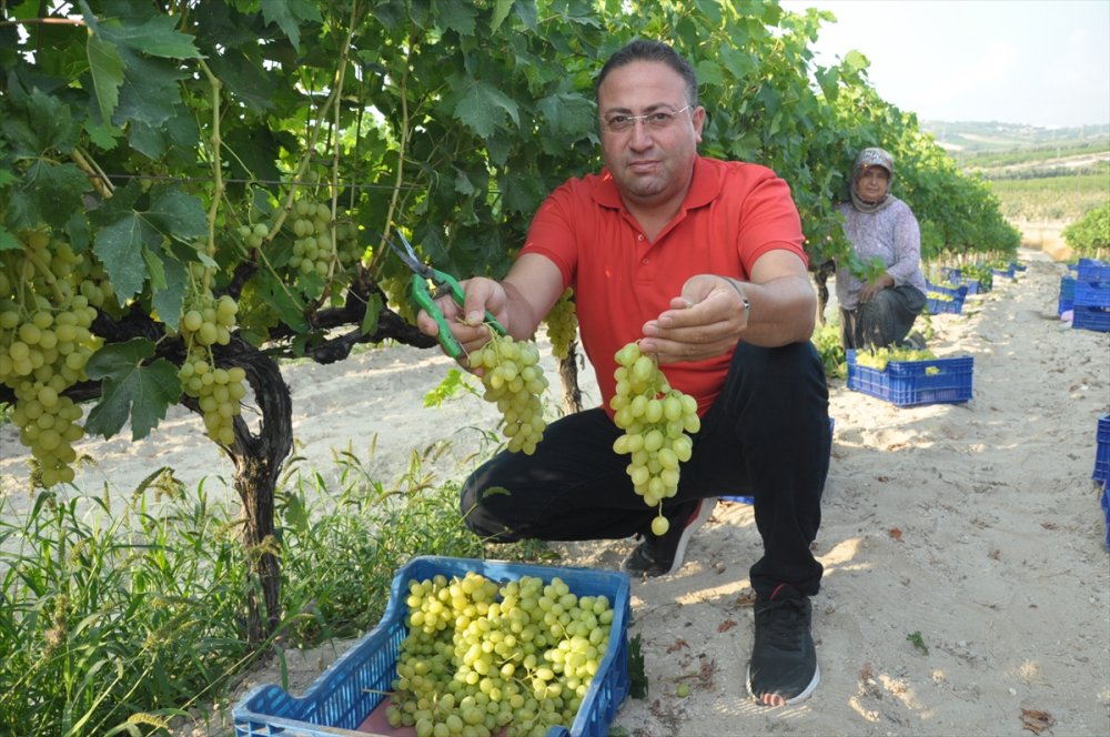 Mersin'de Hasadına Başlanan Erkenci Üzüm, Verimiyle Üreticiyi Sevindirdi