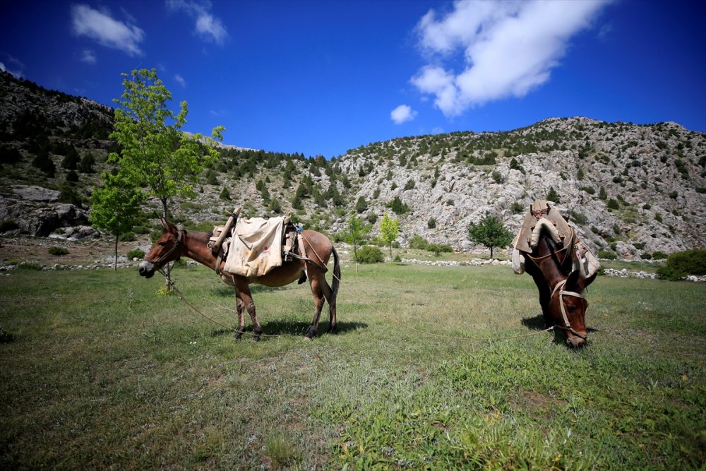 Aladağlar, Kademeli Normalleşmede Dağcıları Ve Kampçıları Ağırlıyor