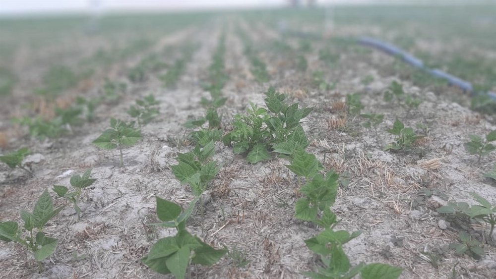 Karaman'da Kurağa Dayanıklı Çeşitlerin Tanıtılması İçin Tarla Günü Düzenlendi
