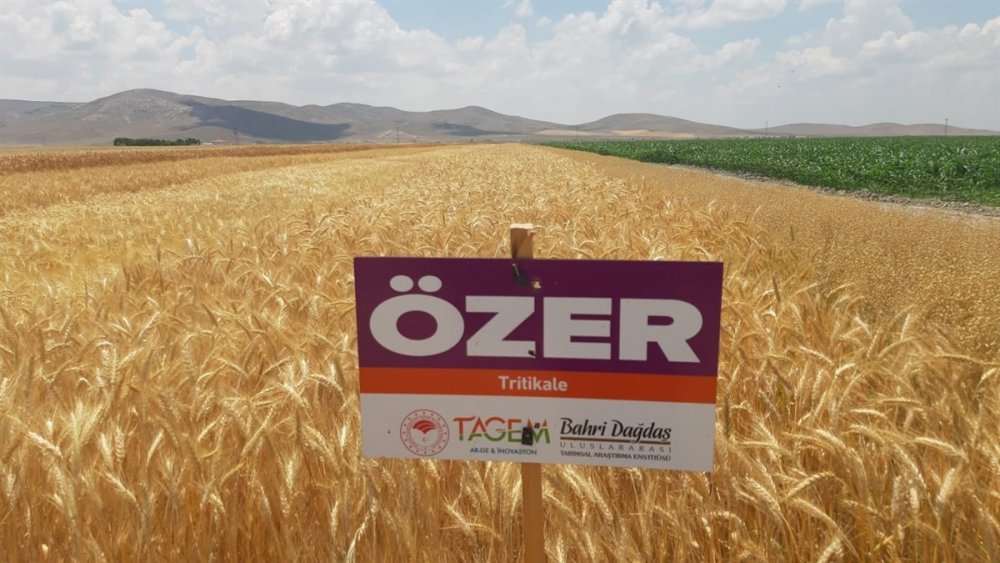 Karaman'da Kurağa Dayanıklı Çeşitlerin Tanıtılması İçin Tarla Günü Düzenlendi