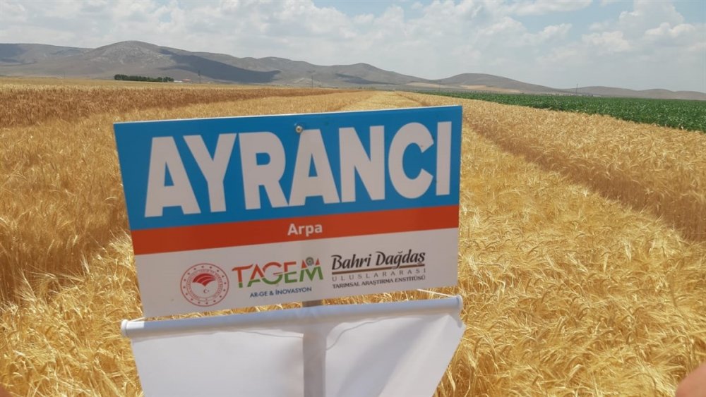 Karaman'da Kurağa Dayanıklı Çeşitlerin Tanıtılması İçin Tarla Günü Düzenlendi
