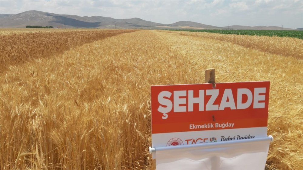 Karaman'da Kurağa Dayanıklı Çeşitlerin Tanıtılması İçin Tarla Günü Düzenlendi