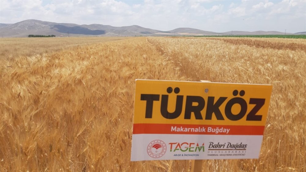 Karaman'da Kurağa Dayanıklı Çeşitlerin Tanıtılması İçin Tarla Günü Düzenlendi