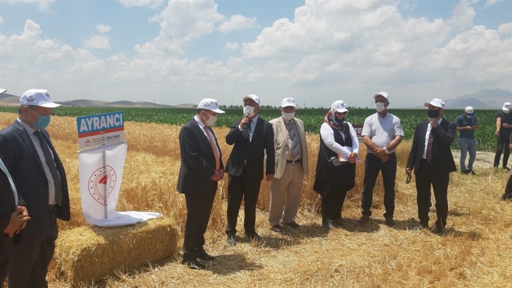 Karaman'da Kurağa Dayanıklı Çeşitlerin Tanıtılması İçin Tarla Günü Düzenlendi