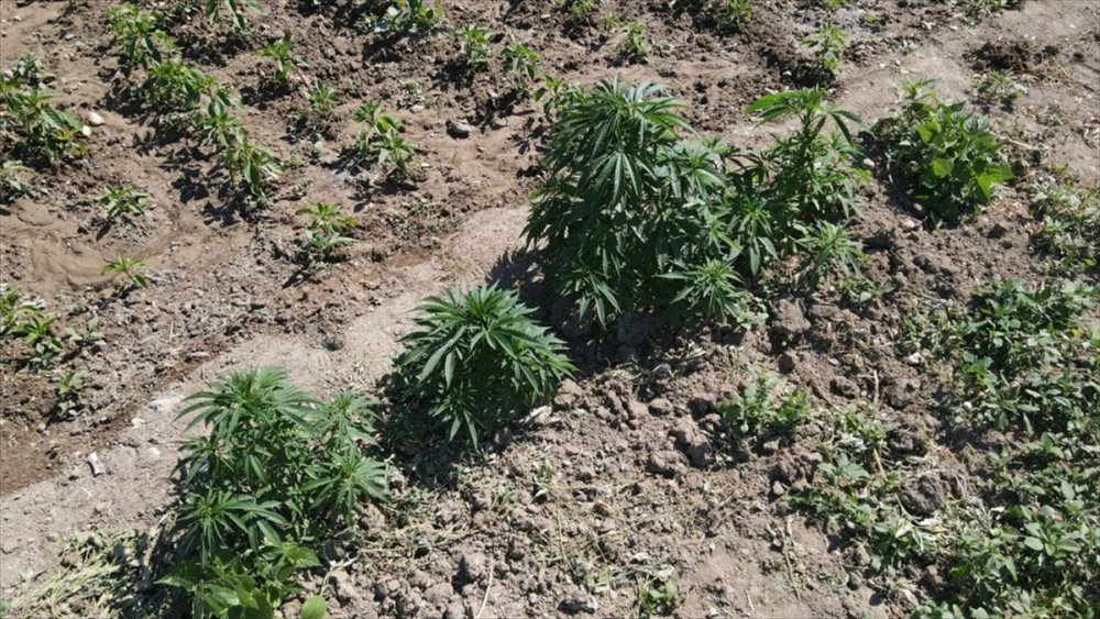 Konya'da Düzenlenen Uyuşturucu Operasyonunda 2 Zanlı, Tutuklandı