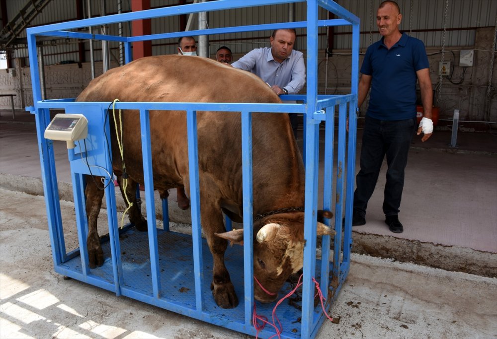 Hasan Dağı Yaylalarında Beslenen Tonluk Boğalar Alıcısını Bekliyor