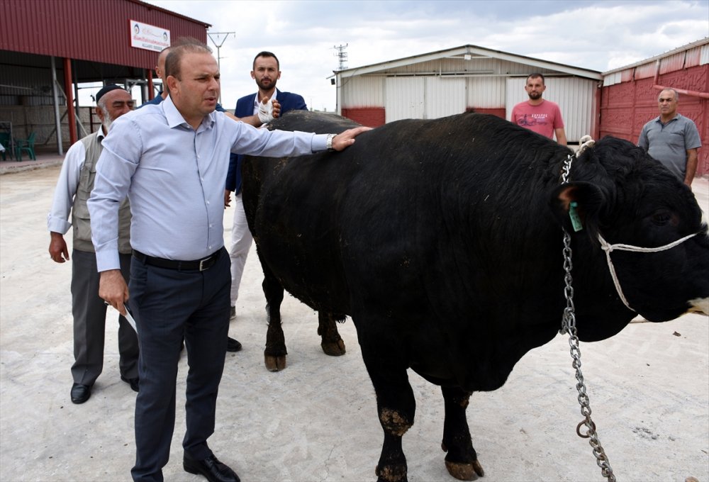 Hasan Dağı Yaylalarında Beslenen Tonluk Boğalar Alıcısını Bekliyor
