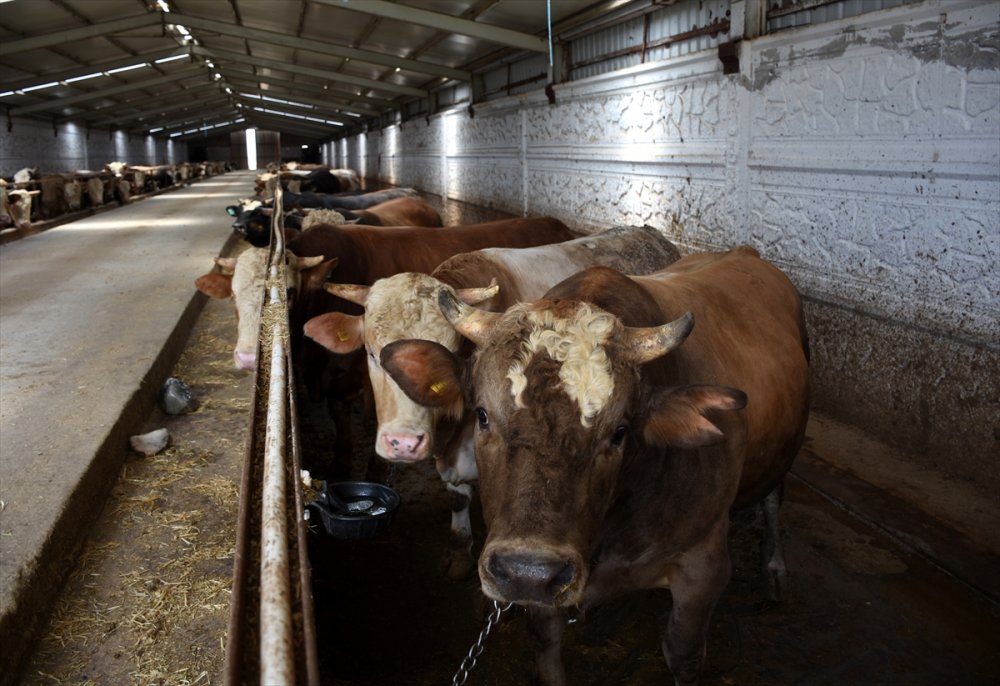 Hasan Dağı Yaylalarında Beslenen Tonluk Boğalar Alıcısını Bekliyor
