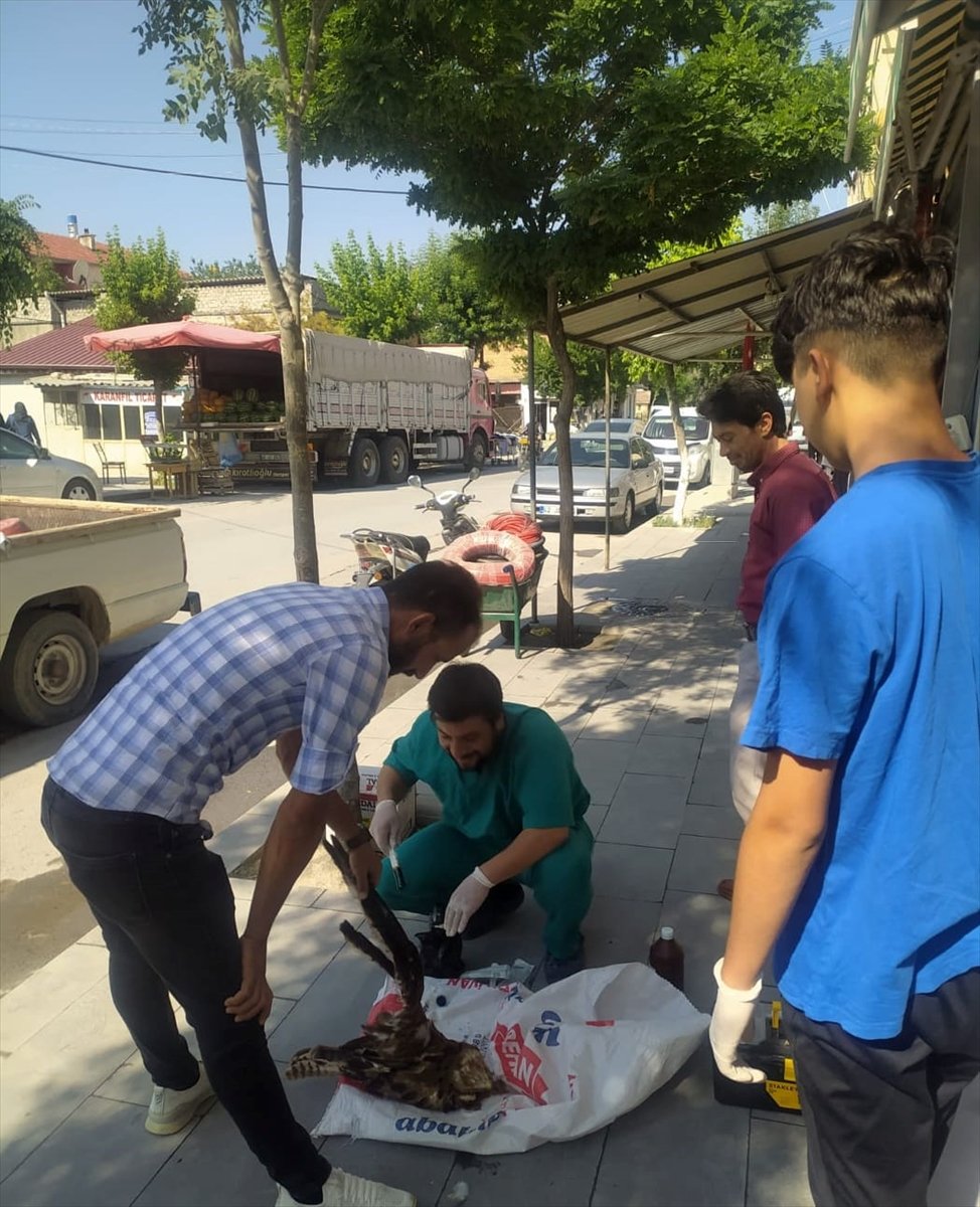 Karapınar'da Yaralı Bulunan Şahin Tedavi Altına Alındı