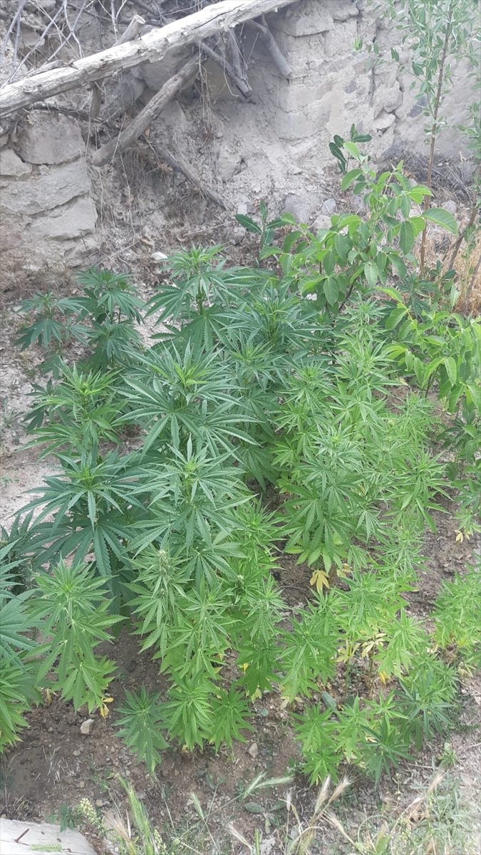 Konya'da Jandarmadan Uyuşturucu Operasyonu