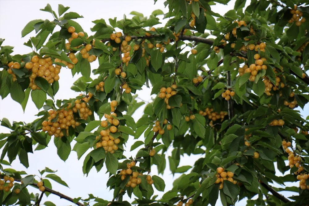 Mersin'de Kiraz Fiyatı Üreticinin Yüzünü Güldürdü