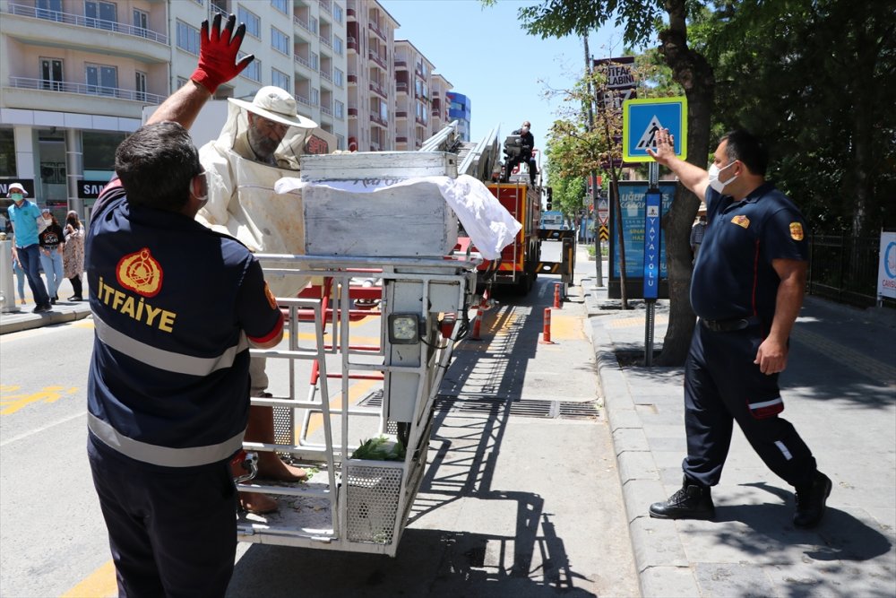 Oğul Veren Arı Kolonisi, Caddedeki Ağaçtan Kovana Alındı