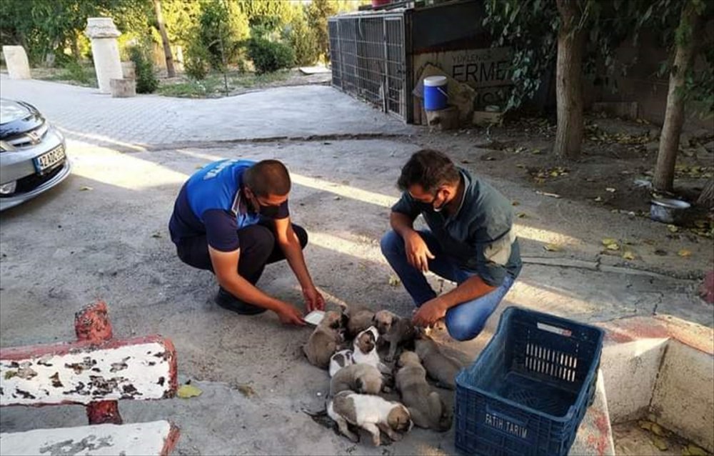 Mersin'de Çalılıklarda Mahsur Kalan Köpek Yavruları Kurtarıldı