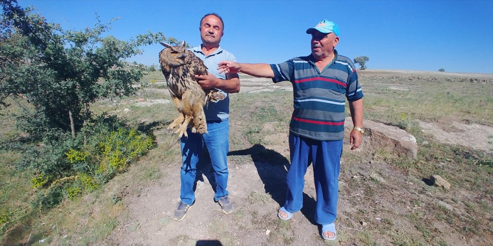 Bahçe Tellerine Takılan Yaralı Puhu Tedavi Altına Alındı