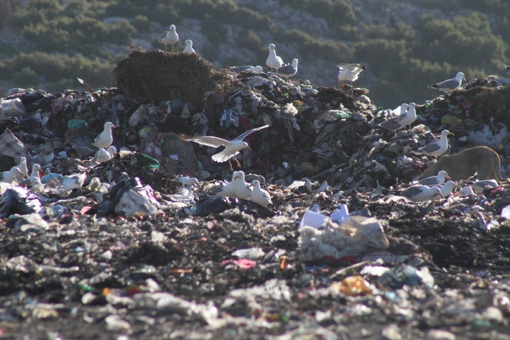 Kuraklık Su Kuşlarının Beslenme Alışkanlığını Da Değiştirdi