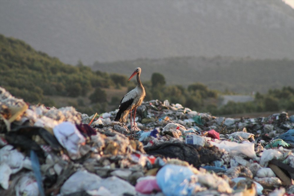 Kuraklık Su Kuşlarının Beslenme Alışkanlığını Da Değiştirdi