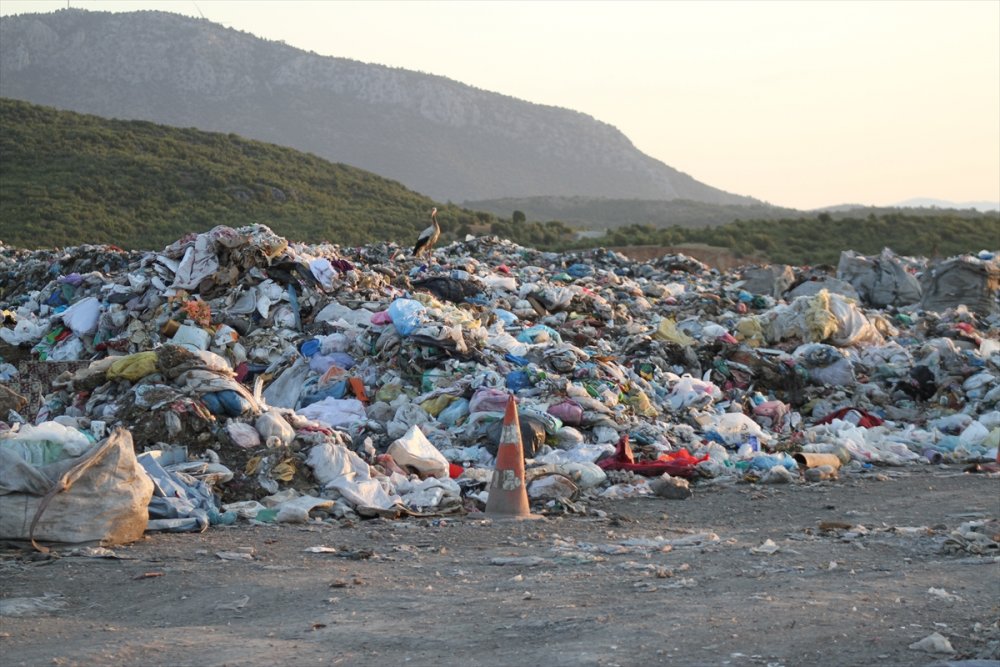 Kuraklık Su Kuşlarının Beslenme Alışkanlığını Da Değiştirdi