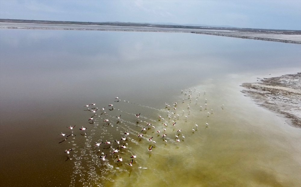 Kuraklık Su Kuşlarının Beslenme Alışkanlığını Da Değiştirdi