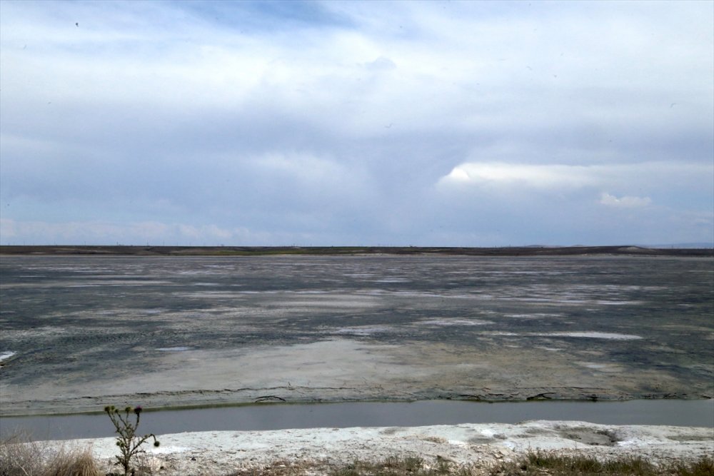Kuraklık Su Kuşlarının Beslenme Alışkanlığını Da Değiştirdi