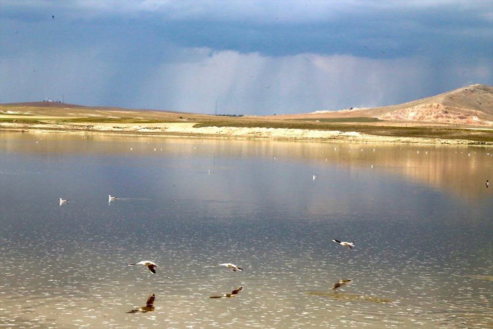 Kuraklık Su Kuşlarının Beslenme Alışkanlığını Da Değiştirdi