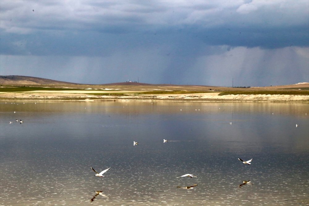 Kuraklık Su Kuşlarının Beslenme Alışkanlığını Da Değiştirdi