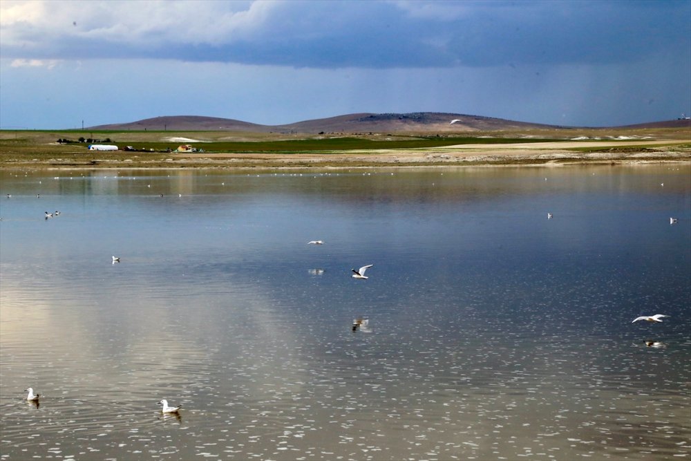 Kuraklık Su Kuşlarının Beslenme Alışkanlığını Da Değiştirdi