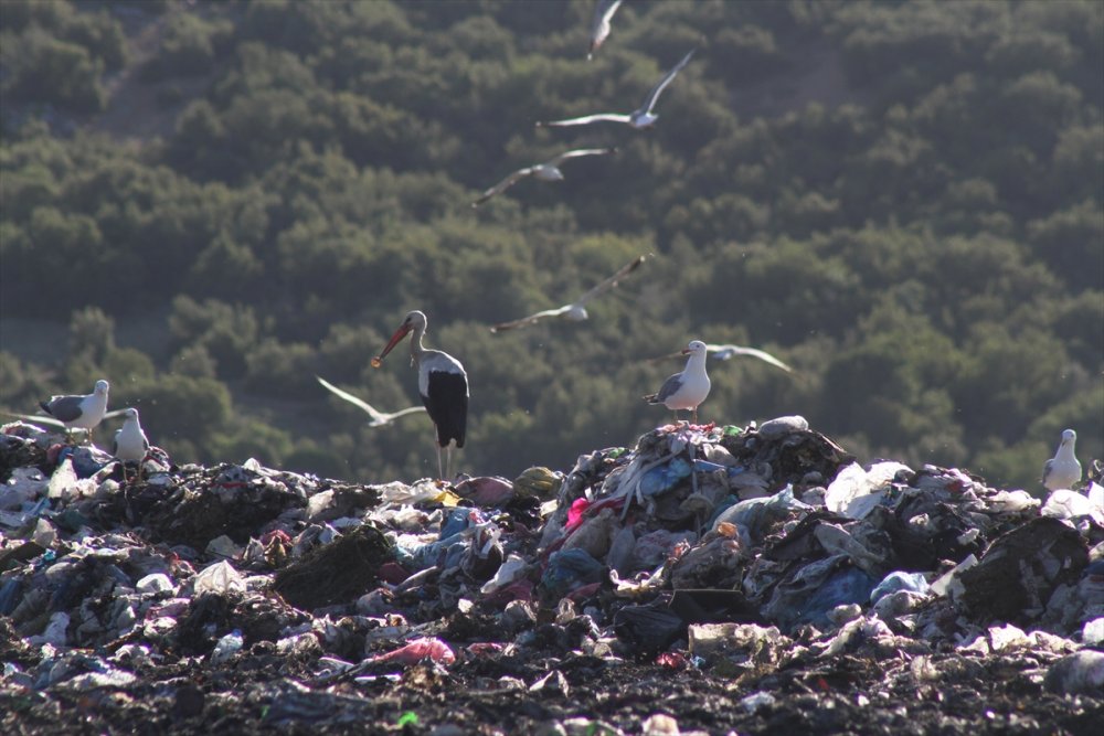 Kuraklık Su Kuşlarının Beslenme Alışkanlığını Da Değiştirdi