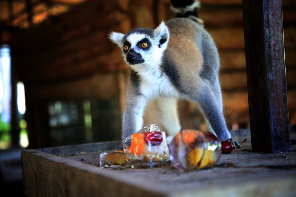 Mersin'de Sıcaktan Bunalan Hayvanlara Serinletici Hizmet