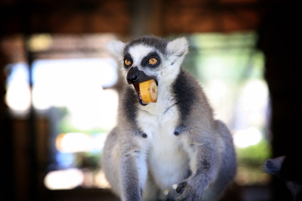 Mersin'de Sıcaktan Bunalan Hayvanlara Serinletici Hizmet