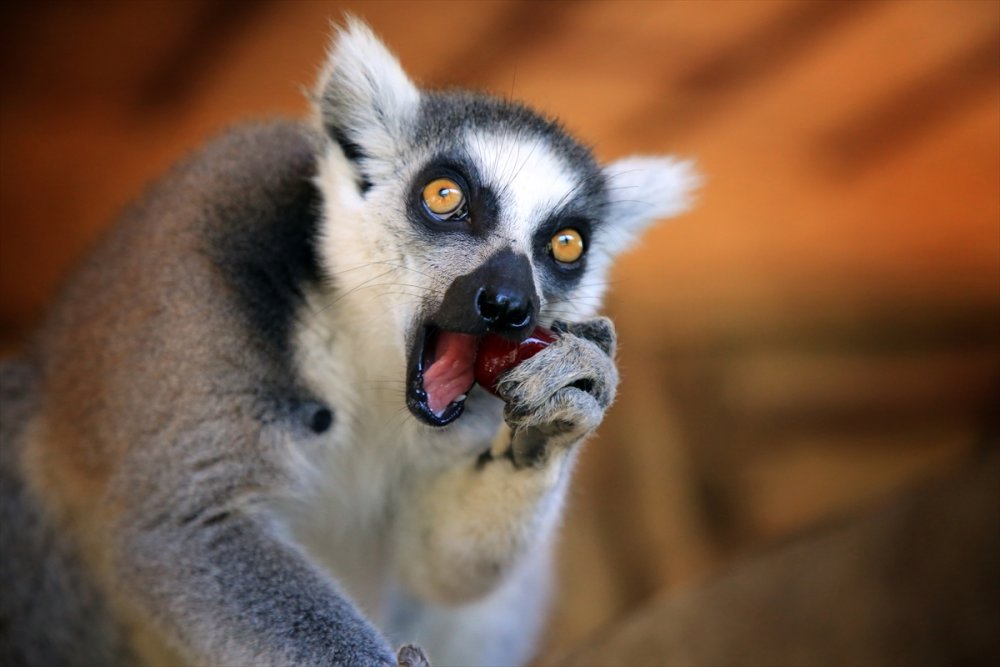 Mersin'de Sıcaktan Bunalan Hayvanlara Serinletici Hizmet