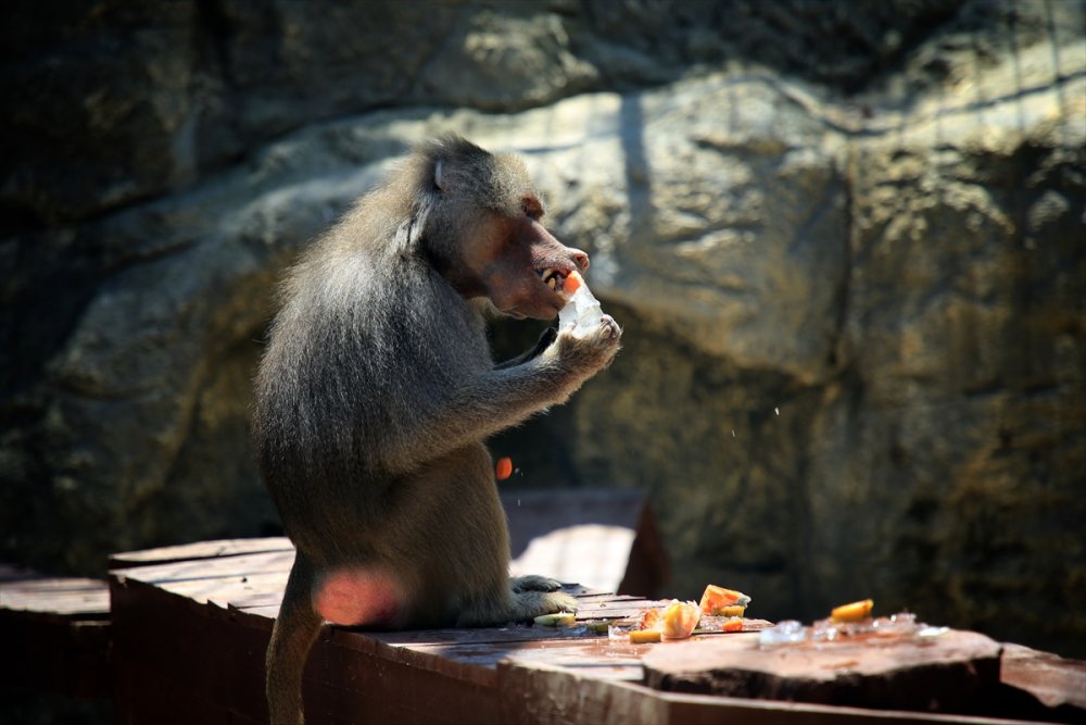 Mersin'de Sıcaktan Bunalan Hayvanlara Serinletici Hizmet