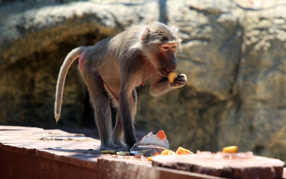 Mersin'de Sıcaktan Bunalan Hayvanlara Serinletici Hizmet