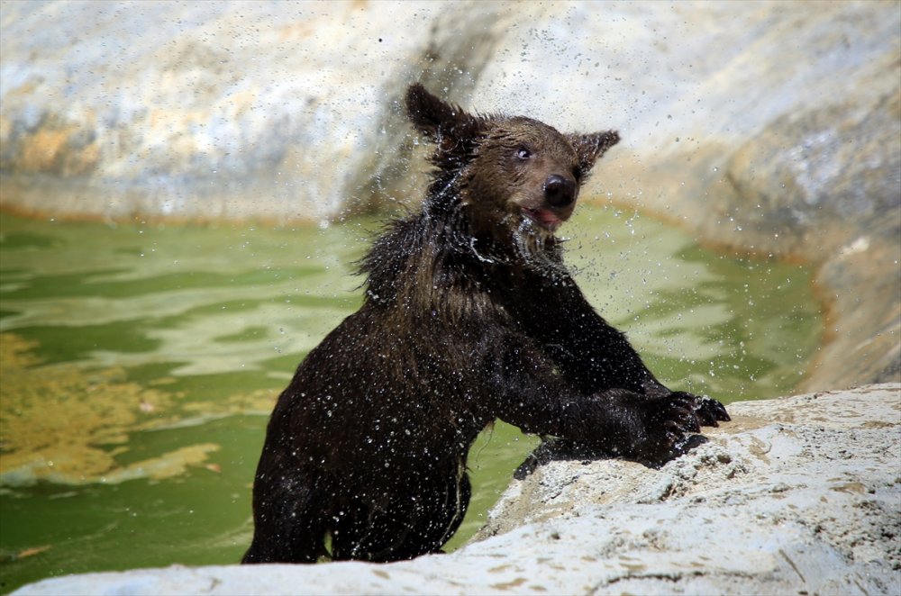 Mersin'de Sıcaktan Bunalan Hayvanlara Serinletici Hizmet