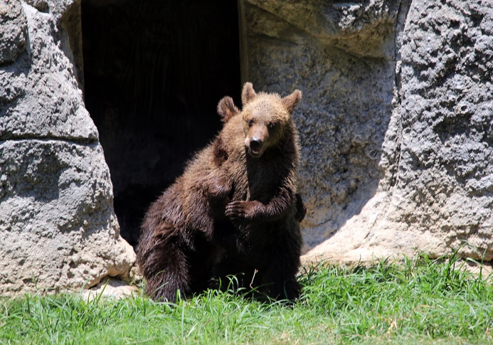 Mersin'de Sıcaktan Bunalan Hayvanlara Serinletici Hizmet