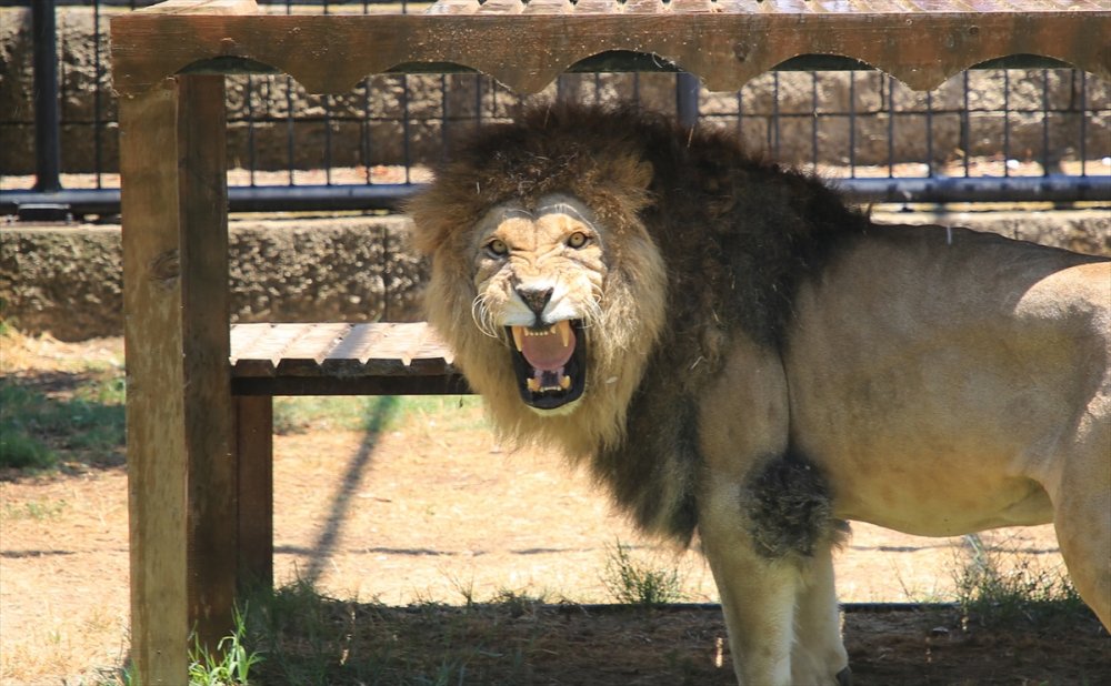 Mersin'de Sıcaktan Bunalan Hayvanlara Serinletici Hizmet