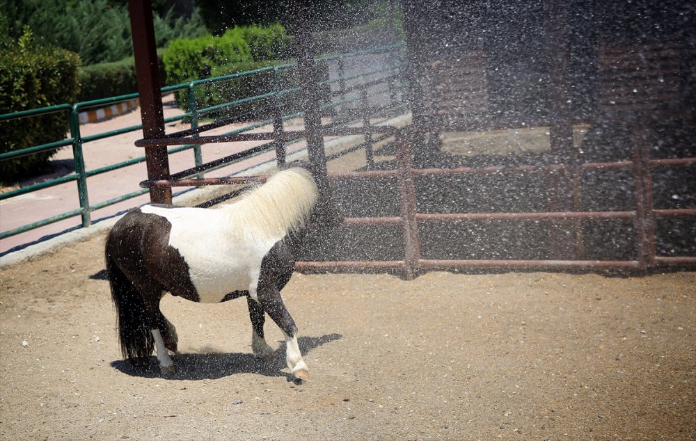 Mersin'de Sıcaktan Bunalan Hayvanlara Serinletici Hizmet